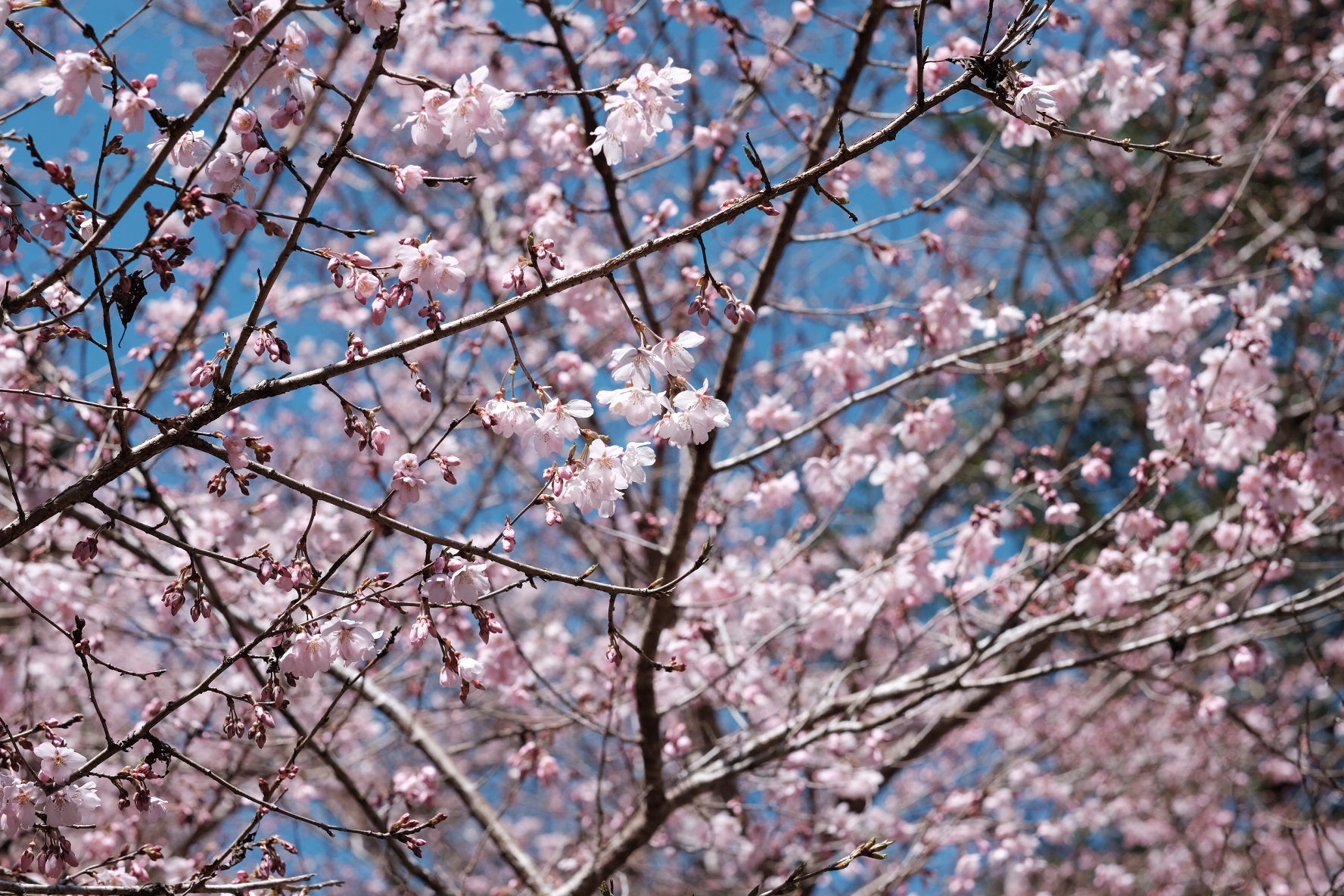 【ライドのお誘い】サクラライド