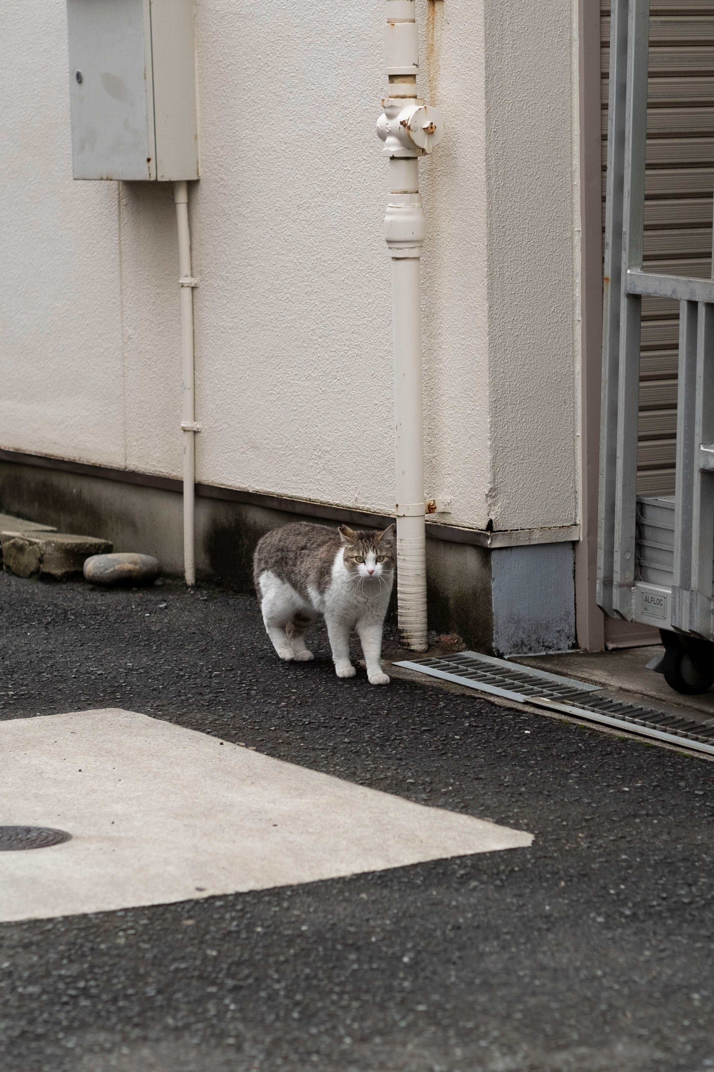 KYOOT BIKES Rolly Polly Complete Bike
