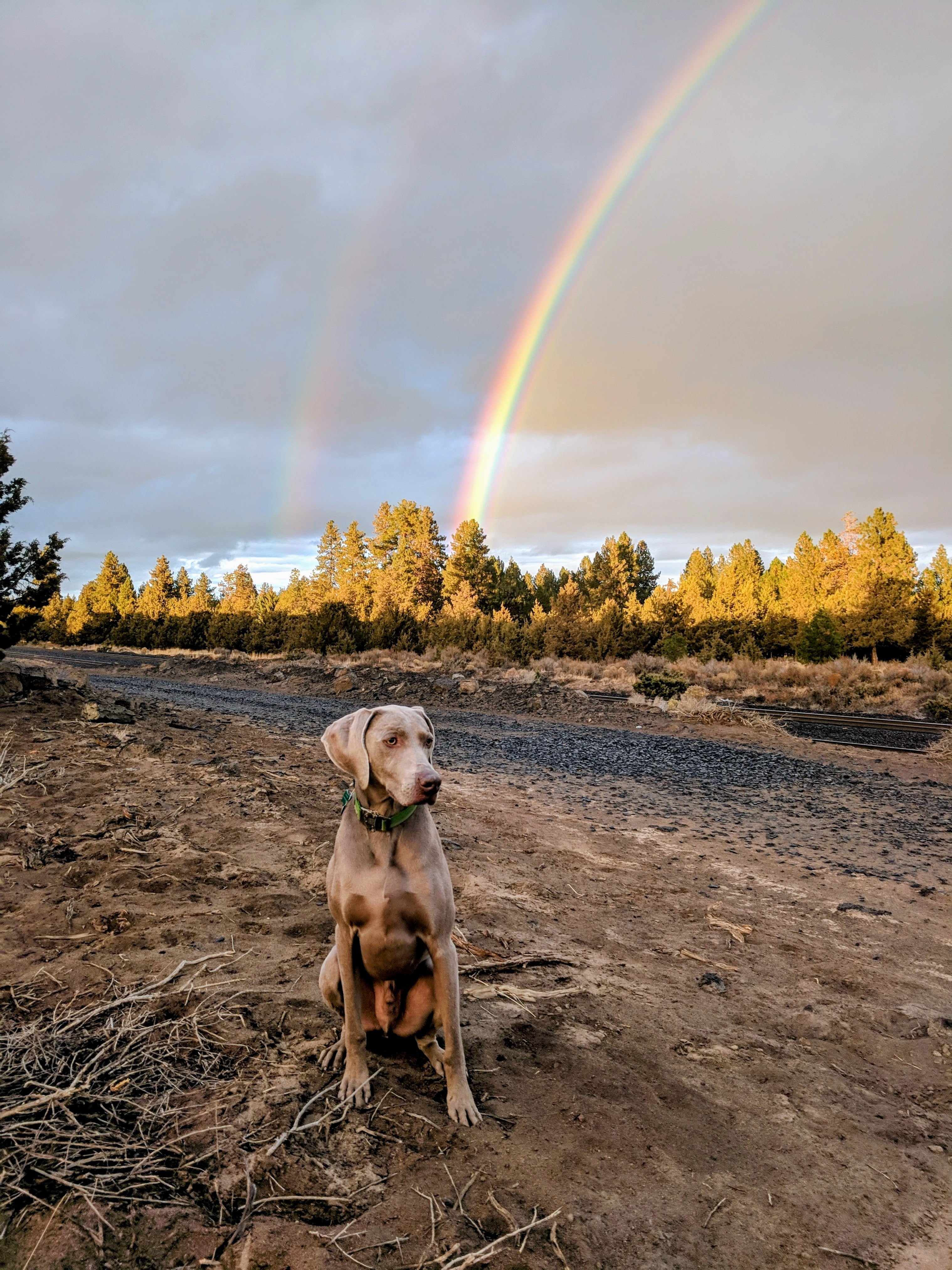 ABBEY BIKE TOOLS SD Spoke Wrench