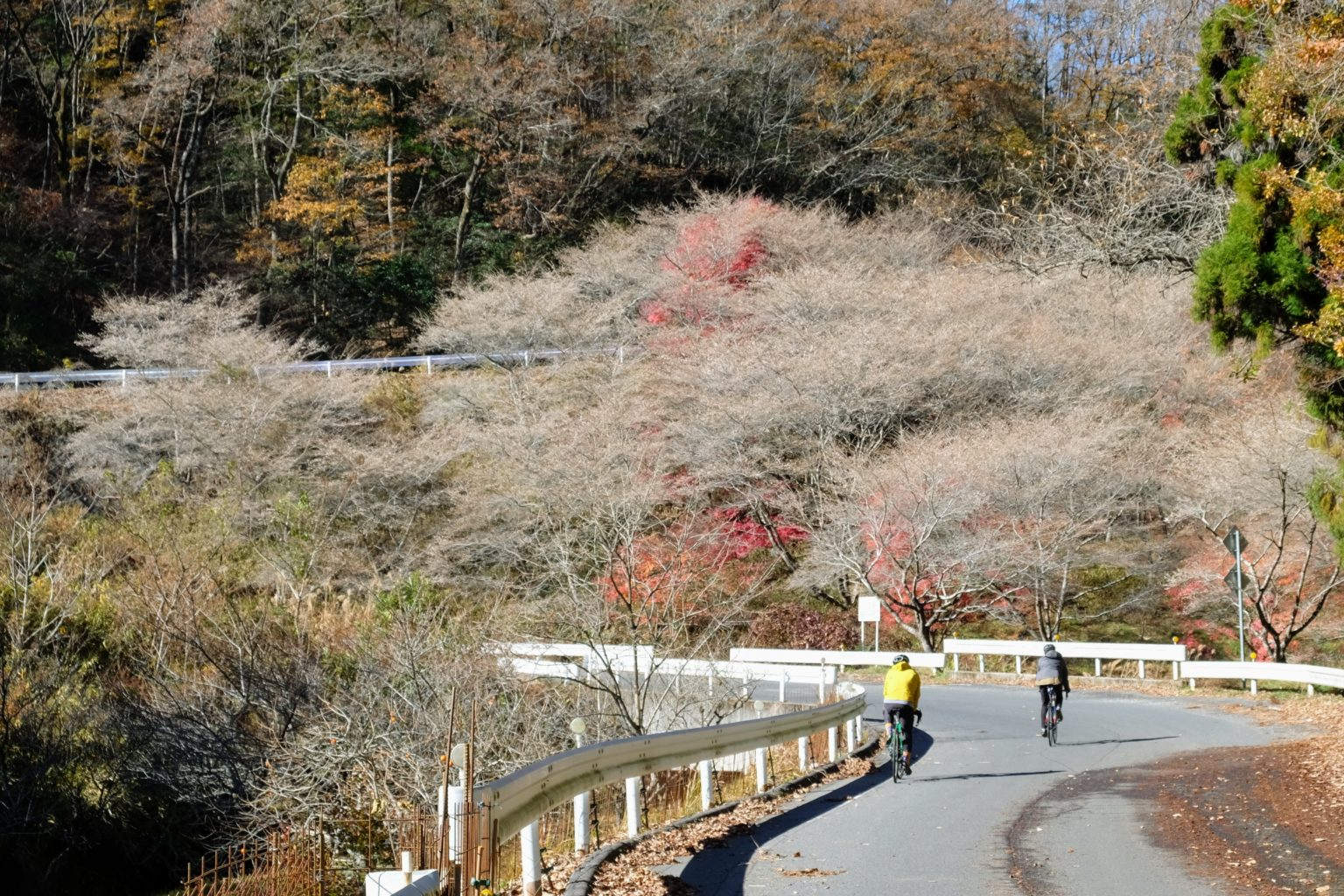 【16周年ライド企画】季節外れのお花見ってなんかよくないすか！！僕はいいと思うんですけどね！！