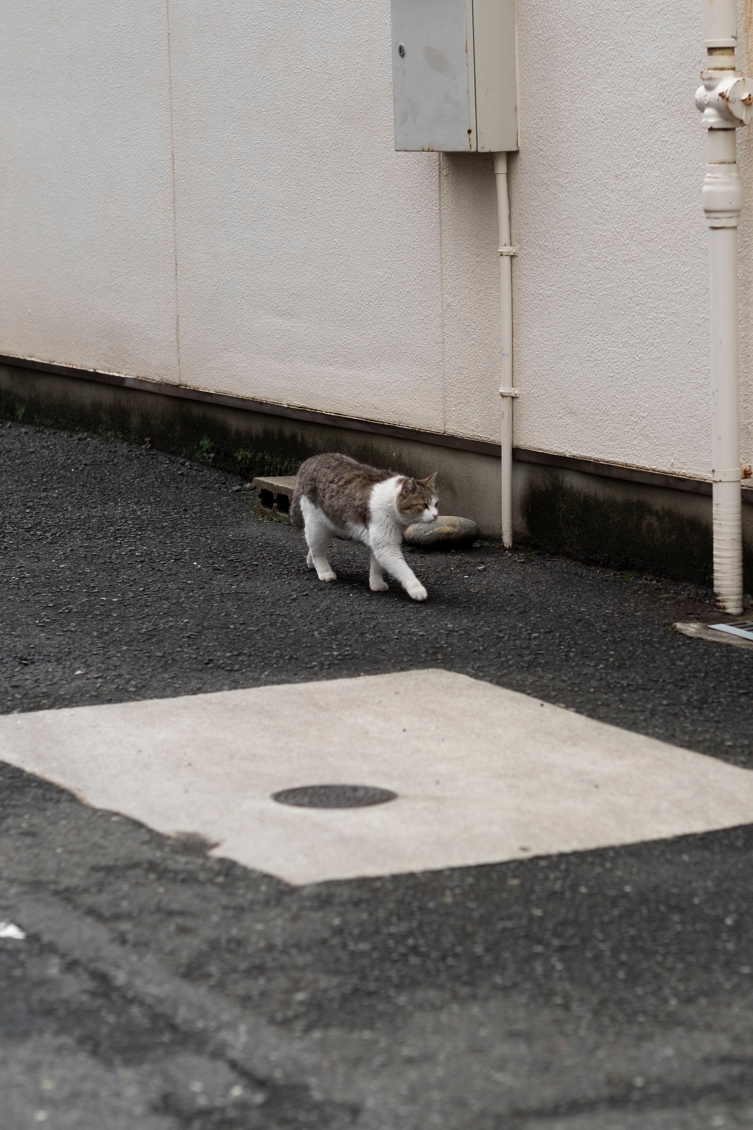 KYOOT BIKES Rolly Polly Complete Bike