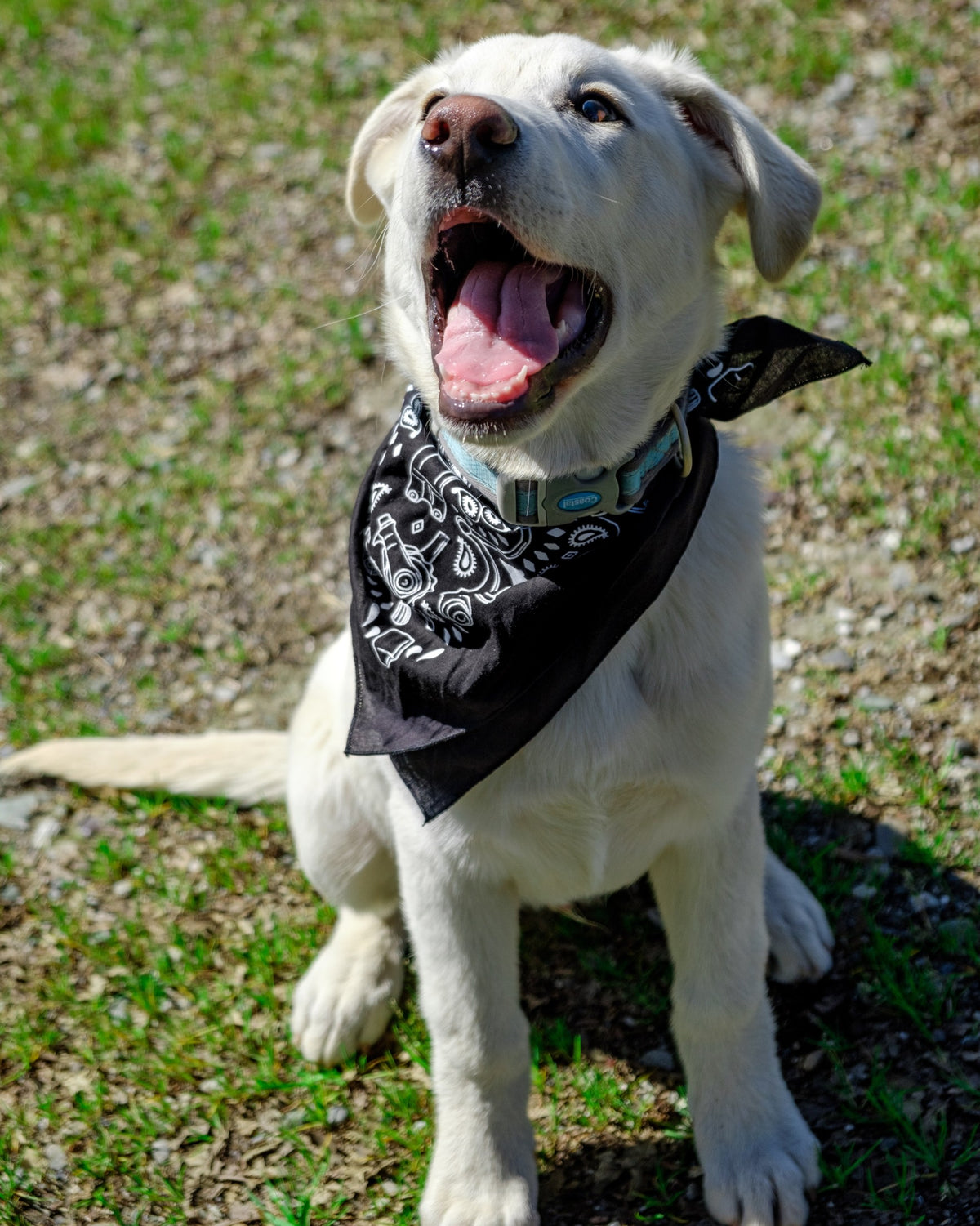PAUL COMPONENT Dune Buggy Bandana