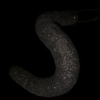 BTP Galaxy Bartape